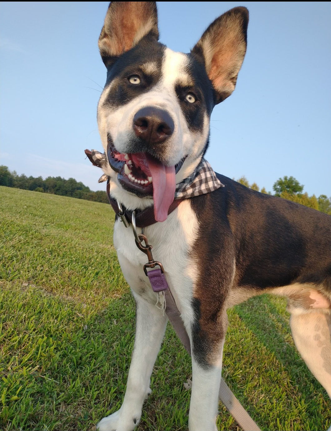 Dog Bandanas